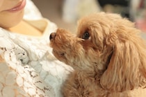 犬が飼い主の前で『ため息』をつく心理5つ　ネガティブな意味だけじゃない？適切な対応まで