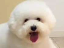 夫に犬をトリミングに連れて行くよう頼んだ結果→まるで別の動物…？衝撃的な姿で帰ってきた光景が115万再生「満足そうで草」「センスある」