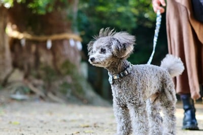 御神木の前に立つトイプードル