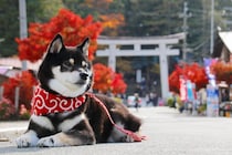 愛犬と『参拝できる神社』6選　初詣の人気スポットや飼い主が心得ておくべきエチケットまで