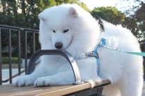 どうしても『ベンチの隙間』が気になるサモエド犬→無謀な挑戦をして…まさかの表情に18万いいね集まる「絶対自分のこと子犬だと思ってるｗ」