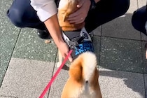 『おまわりさん』が大好きな犬→散歩中に交番の前を通った結果、警察官が…あまりにも尊い光景が13万再生「平和の象徴」「羨ましすぎる」