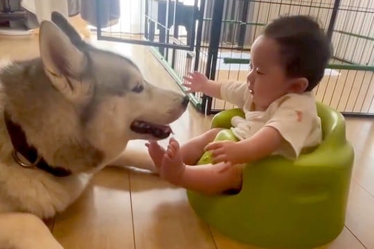 『赤ちゃんが突然泣き出した』と思ったら、そばにいるハスキー犬に…愛おしすぎる『泣いていた理由』と尊い光景が195万再生「最高の兄ちゃん」