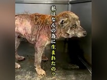『幸せって…なに？』繁殖業者に棄てられ、極限状態の『ボロボロの犬』を保護→涙が止まらない『現在の姿』が22万再生「本当に感謝」と称賛続々