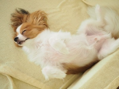 無防備に仰向けで眠る犬