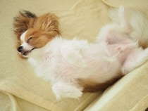 犬が『へそ天』する理由５選　飼い主にお腹を見せてくる理由やリラックスしてもらうコツまで