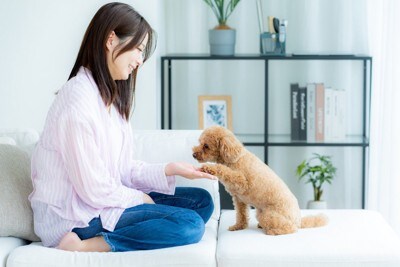 お手をして笑顔で見つめ合う犬と飼い主の写真