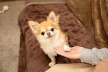 犬に『お手』を教えるメリットとは？　可愛いだけではない日常生活に役立つ理由をご紹介