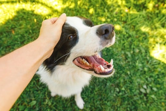犬が『撫でるのをやめないで』と思っているときの行動8つ　見逃したくないアピールや催促への対処法まで