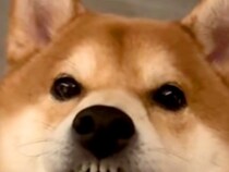 キッチンではしゃいでいた犬→唇が乾いてしまい…思わず笑ってしまう『まさかの表情』が15万再生「なんでそうなったｗ」「私もなる」と爆笑