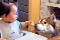 『どうぞ』を覚えた小さな男の子→大型犬に向かって…優しい世界すぎる『愛にあふれた行動』に悶絶「可愛い」「私まで幸せになった」「最高」