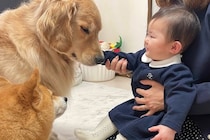 年末直前に風邪を引いてしまった赤ちゃん→病院へ行こうとしたら、犬たちが心配して…尊すぎる光景が38万再生　まるで母のような様子にほっこり