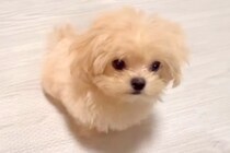 生まれて3ヵ月の『小さな赤ちゃん犬』→目を疑うほど『芸達者すぎる行動』に248万再生の大反響「天才」「犬生2回目？」「足踏み可愛いｗ」