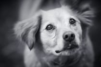 犬の『突然死』考えられる原因6選　亡くなる前にみられる兆候や予防策まで