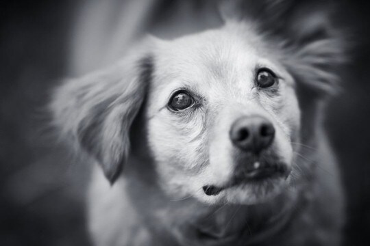 犬の『突然死』考えられる原因6選　亡くなる前にみられる兆候や予防策まで