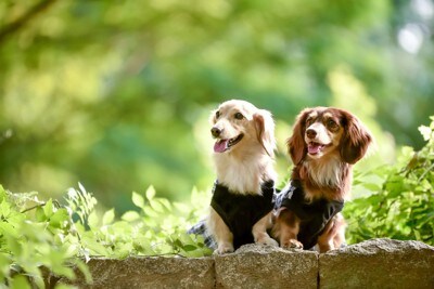 お揃いの服を着た2匹のダックス