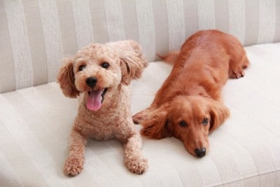 ソファでくつろぐトイプーとダックス