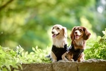 犬同士が『そっくりな体勢』で過ごす心理4選　似てしまうのはなぜ？同じ行動を取る理由とは