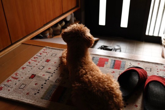 犬が『留守番できなくなる』飼い主の行動5つ　苦手を助長するNG行為や安心して待たせるコツまで