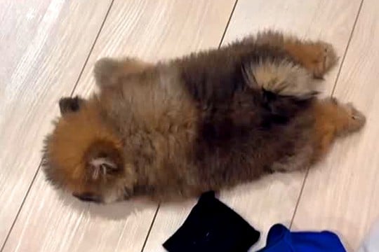 『リビングで赤ちゃん犬が倒れてる』と思って慌てて近づいた結果→『まさかの光景』が衝撃的な可愛さだと66万再生「電池切れw」「ぬいぐるみ」