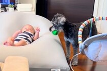 寝転がる赤ちゃんに『ボールを投げて』とお願いをする犬→頑張って渡したら…切なくて愛おしい結末がSNSで話題に「可愛いｗ」「成長が楽しみ」