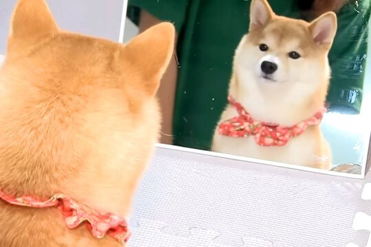 子犬の前に『鏡』を出してみた結果→自分のお顔を見た瞬間に…あまりにも愛おしい『表情』に反響「まんざらでもなさそう」「可愛すぎる」