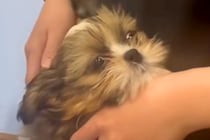 病院で注射をした子犬→ずっとお腹をかくので、心配して戻った結果…医師から告げられた『まさかの診断名』に爆笑「愛おしい」「可愛すぎｗｗ」