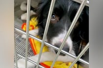 『3度も飼い主がいなくなった犬』愛情込めてお世話した結果→感動が止まらない『素敵なエピソード』が話題「いい顔してる」「幸せに」