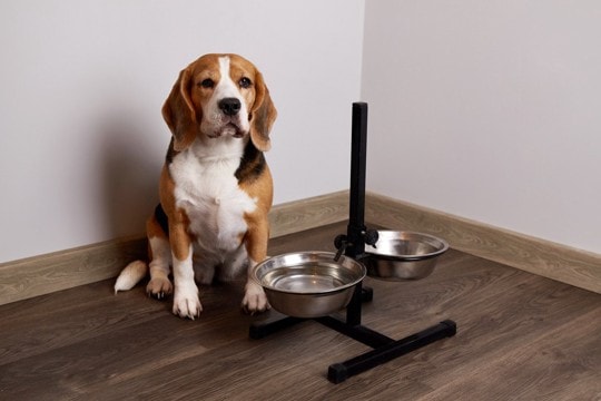 犬が『ご飯を欲しがっている』ときにみせるサイン7つ　愛犬からの要求にどう対応したらいいの？