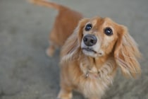 犬が『何もない場所』を見つめるワケとは？不思議な行動をみせる理由や注意点まで