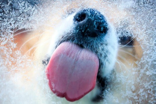 犬が冬に気をつけるべき『病気・怪我』6選　問題を引き起こすNG環境とは？