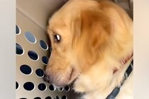 全てを恐れ『何も期待していない目』をした2歳の大型犬を保護…涙が止まらない『表情の変化』が482万再生「言葉にならない」「泣けてきた…」