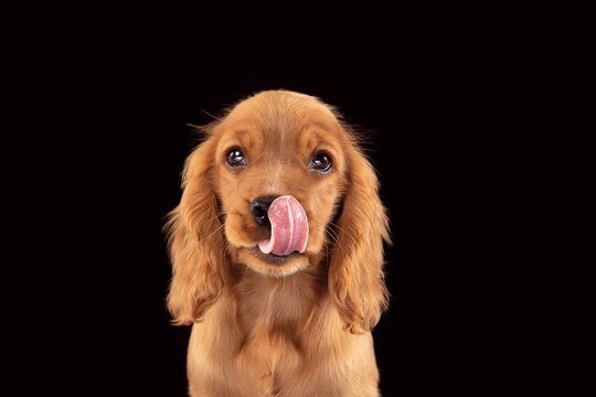 犬に絶対NGな『野菜』５選　与えてはいけない理由や誤食した場合の危険な症状まで