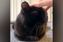 黒猫を撫でていたら、横で見ていた犬が…可愛すぎる『真似っ子をする光景』とちょっぴり切ない結末が話題「不器用な感じｗ」「仲良くしたいね」