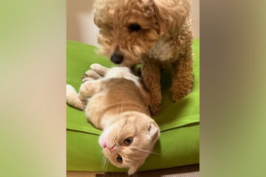 犬と猫を『一緒に飼った』結果…想像以上に仲良しな『2匹の関係性』が尊すぎると17万再生「猫は強しｗ」「微笑ましいね」と絶賛の声続々