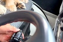 車の助手席で『シフトレバー』を破壊した大型犬→お父さんに叱られて…許すしかない『反省の表情』が147万再生「申し訳なさそう」「目がｗ」