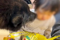 大好きな赤ちゃんに避けられてる甲斐犬→どうしても仲良くなりたくて…思わず応援したくなる『健気な行動』に反響「愛が空回りｗ」「優しい子」