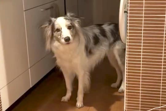 『世界一賢い犬種』夜、台所から音がするので見てみると犬がいて…もはや人間?賢すぎるやり取りが68万再生「一生懸命聞いてる」「びっくり」