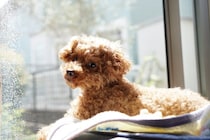 犬が『拗ねてしまった』ときにみせるサイン５選　ふてくされているワンコの行動や機嫌を直す方法まで