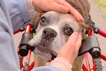 車椅子の犬を散歩中『知らない女性』に声をかけられ、涙を流して…胸が締め付けられる『切なくて尊い会話』が12万再生「素敵な方」「泣ける」