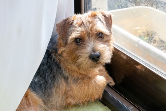 犬に『おいで』と言っても来てくれない理由5つ　呼び戻しを成功させるために必要なトレーニングとは？