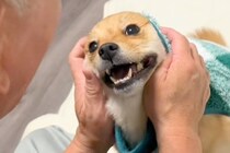 佐川急便が来るので『吠えたら失礼だよ』と犬に伝えていたら…思わず吹き出す『ピンポンが鳴った瞬間』が72万再生「コントｗ」「完璧なフリ」