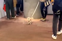 夕方、駅までお迎えに来てくれた犬→気付いた瞬間に…愛情たっぷりの『おかえりなさい』に反響「ニヤニヤしちゃう」「嬉しいが体からあふれてる」