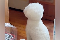 ドアの前で『ママの帰り』を待つ犬→ようやく帰ってきて…あまりにも尊い後ろ姿と『6時間ぶりの再会の瞬間』が話題「愛おしいね」