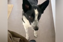 猫のおしりを『トントン』した結果→犬が『いじめられている』と勘違いして…まさかの対応が13万再生「全員可愛すぎ」「大好きなんだね」