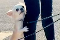 バンドマンが3匹の犬を散歩に連れていった結果→即解散レベルな『意見が食い違う光景』が22万再生「バンドなら解散ｗ」「三犬三様で可愛い」