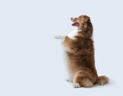 立ち上がる犬