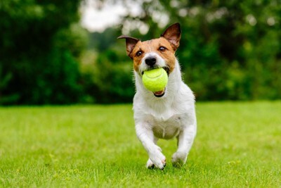 ボールをくわえて持ってくる犬