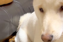 何喰わぬ顔でおすわりをする犬→まさかの『座っている場所』にツッコミ殺到「完全に尻に敷かれてて草」「互いにどういう感情ｗ」と196万表示