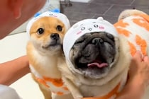 犬に『ピザハットの配達来るから吠えちゃダメ』と伝えた結果→思わず吹き出す光景が99万再生「コントで草」「ピンポーンを待つ私がいた」